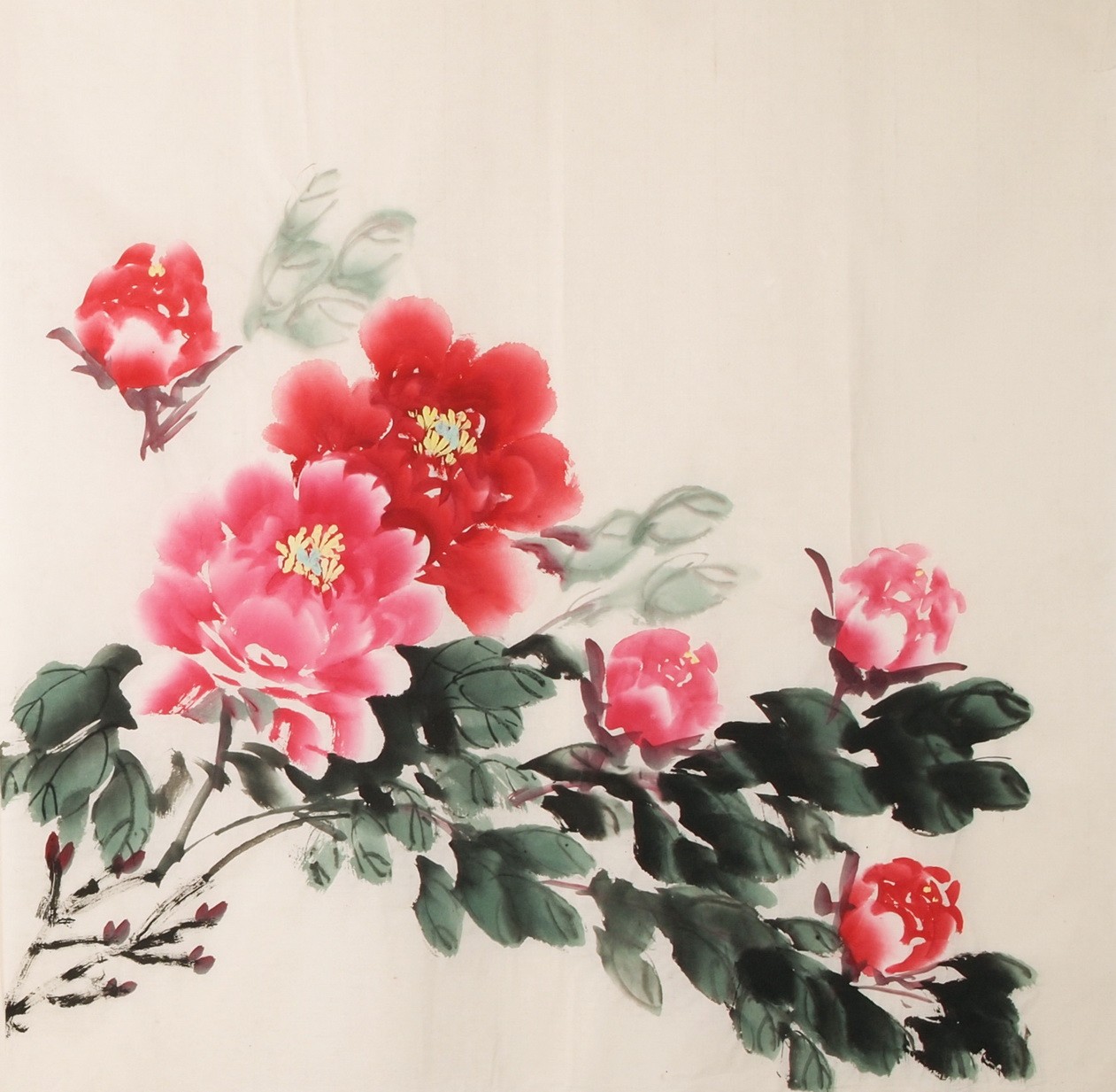 Peony - CNAG005627