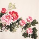 Peony - CNAG005628