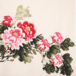 Peony - CNAG005628