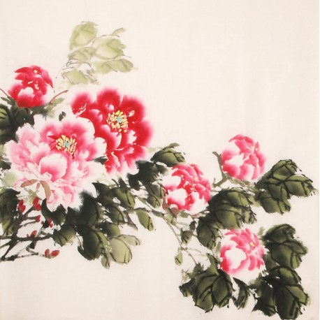 Peony - CNAG005628