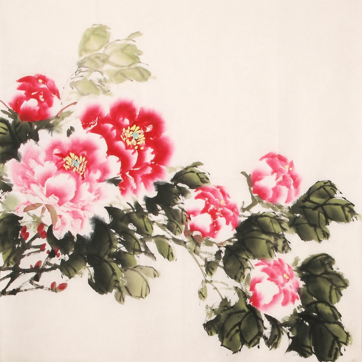 Peony - CNAG005628