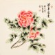 Peony - CNAG005637