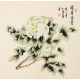 Peony - CNAG005638