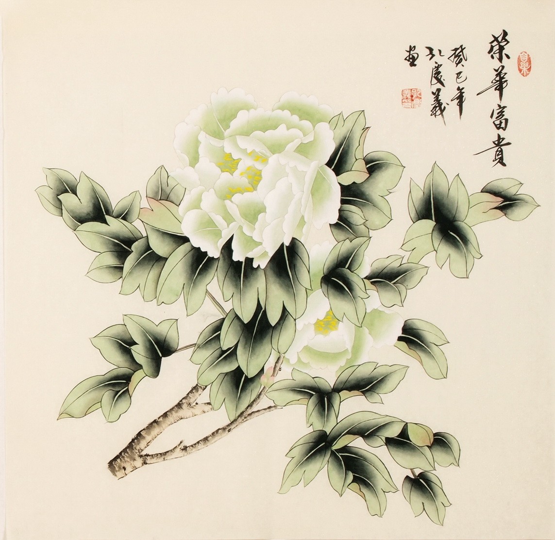 Peony - CNAG005638