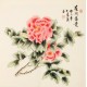 Peony - CNAG005639