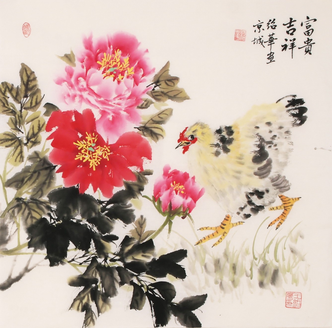 Chicken - CNAG005646