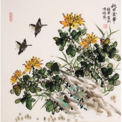 Chrysanthemum - CNAG005651