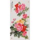 Peony - CNAG000567