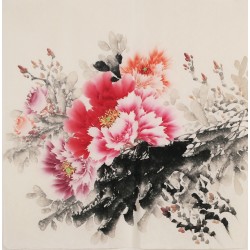 Peony - CNAG005684