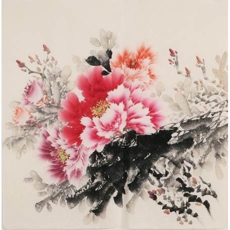 Peony - CNAG005684