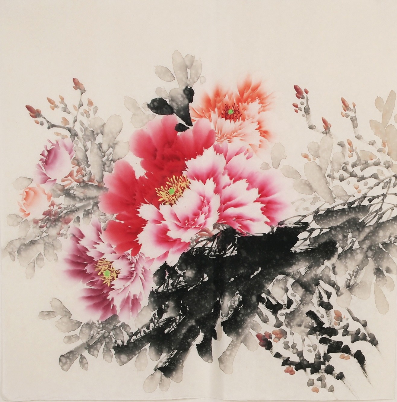 Peony - CNAG005684