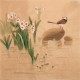 Other Birds - CNAG005710