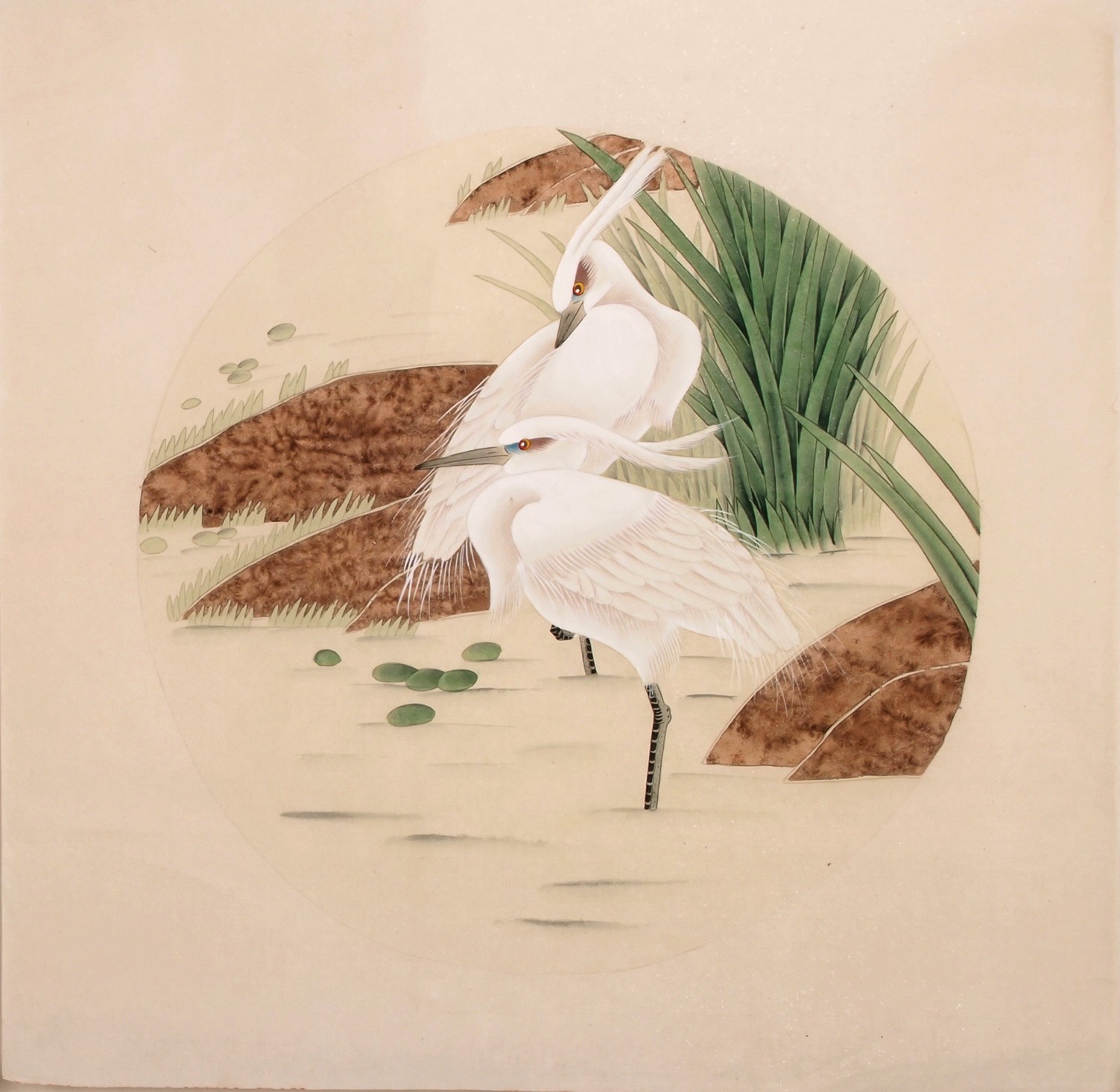 Egret - CNAG005714