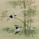 Paradise Flycatcher - CNAG005725