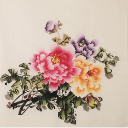 Peony - CNAG005745
