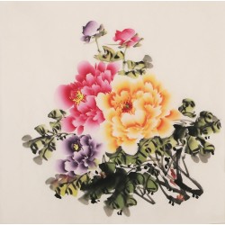 Peony - CNAG005750