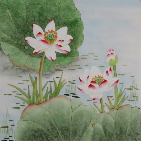 Lotus - CNAG005774