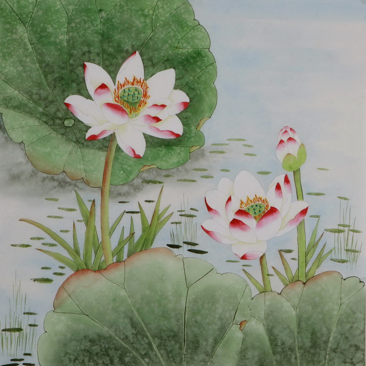 Lotus - CNAG005774