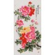 Peony - CNAG000578
