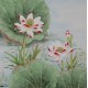 Lotus - CNAG005780
