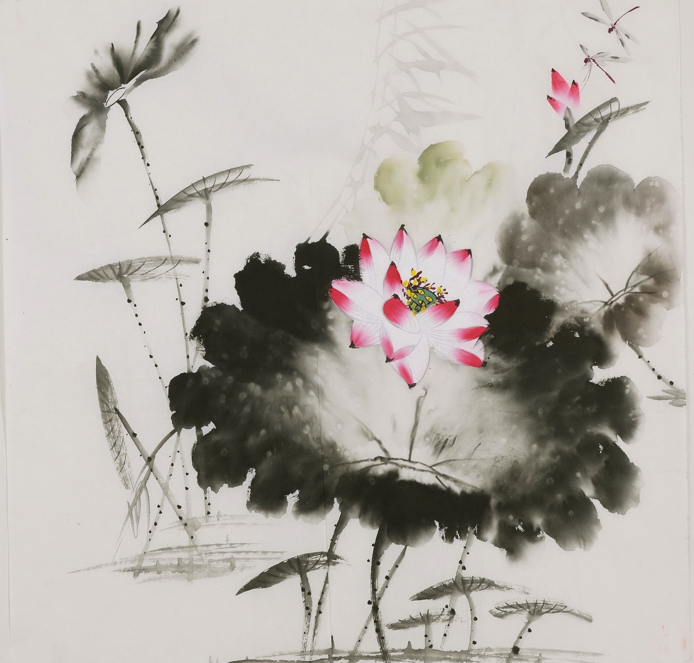 Lotus - CNAG005805