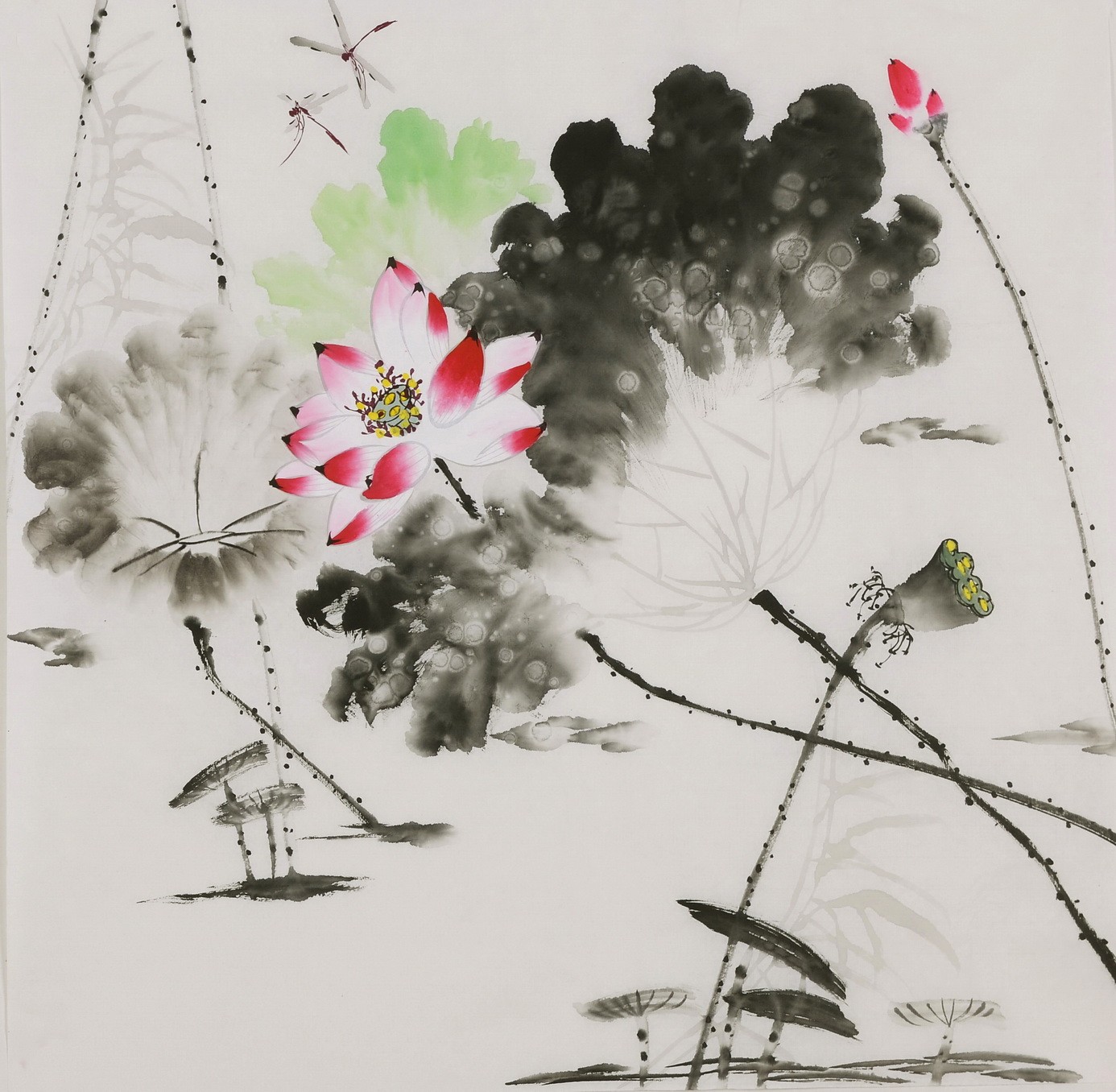 Lotus - CNAG005808