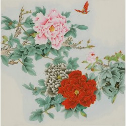 Peony - CNAG005823