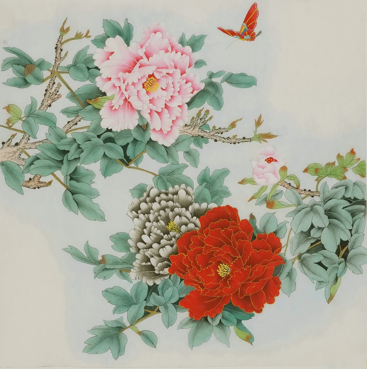 Peony - CNAG005823