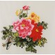 Peony - CNAG005826