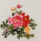 Peony - CNAG005828