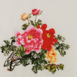 Peony - CNAG005828