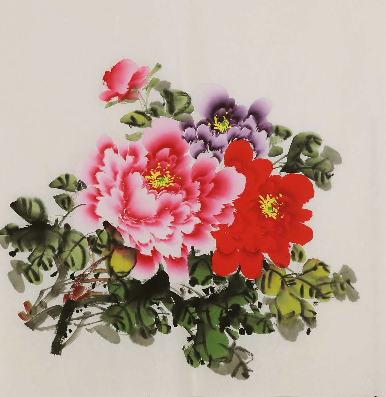 Peony - CNAG005829