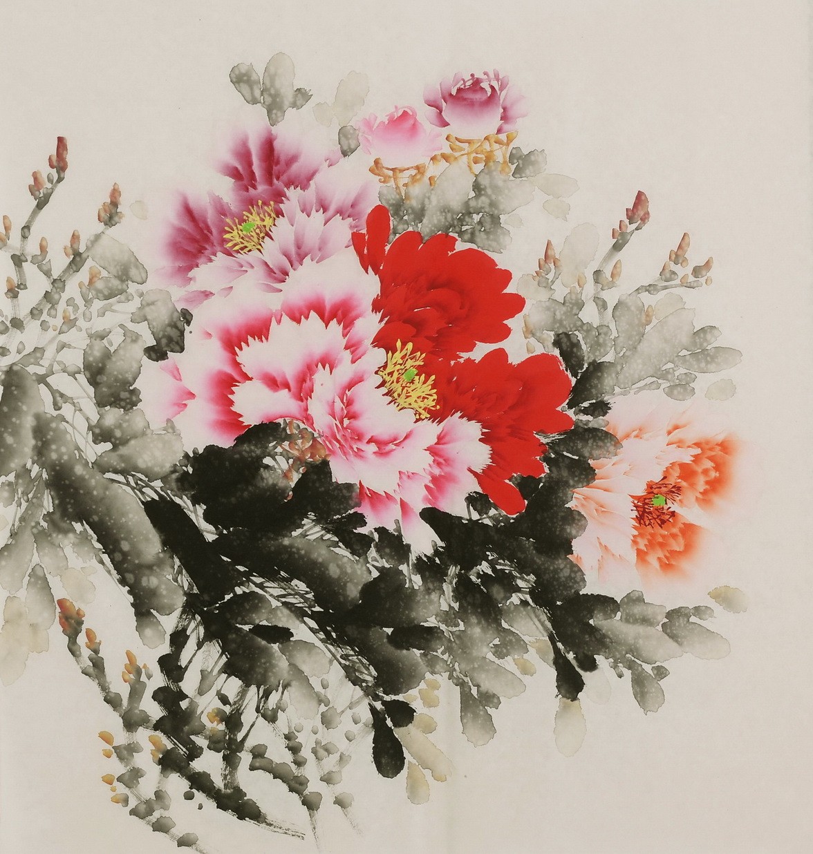 Peony - CNAG005830