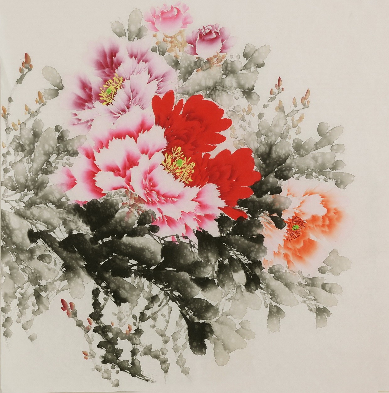 Peony - CNAG005831