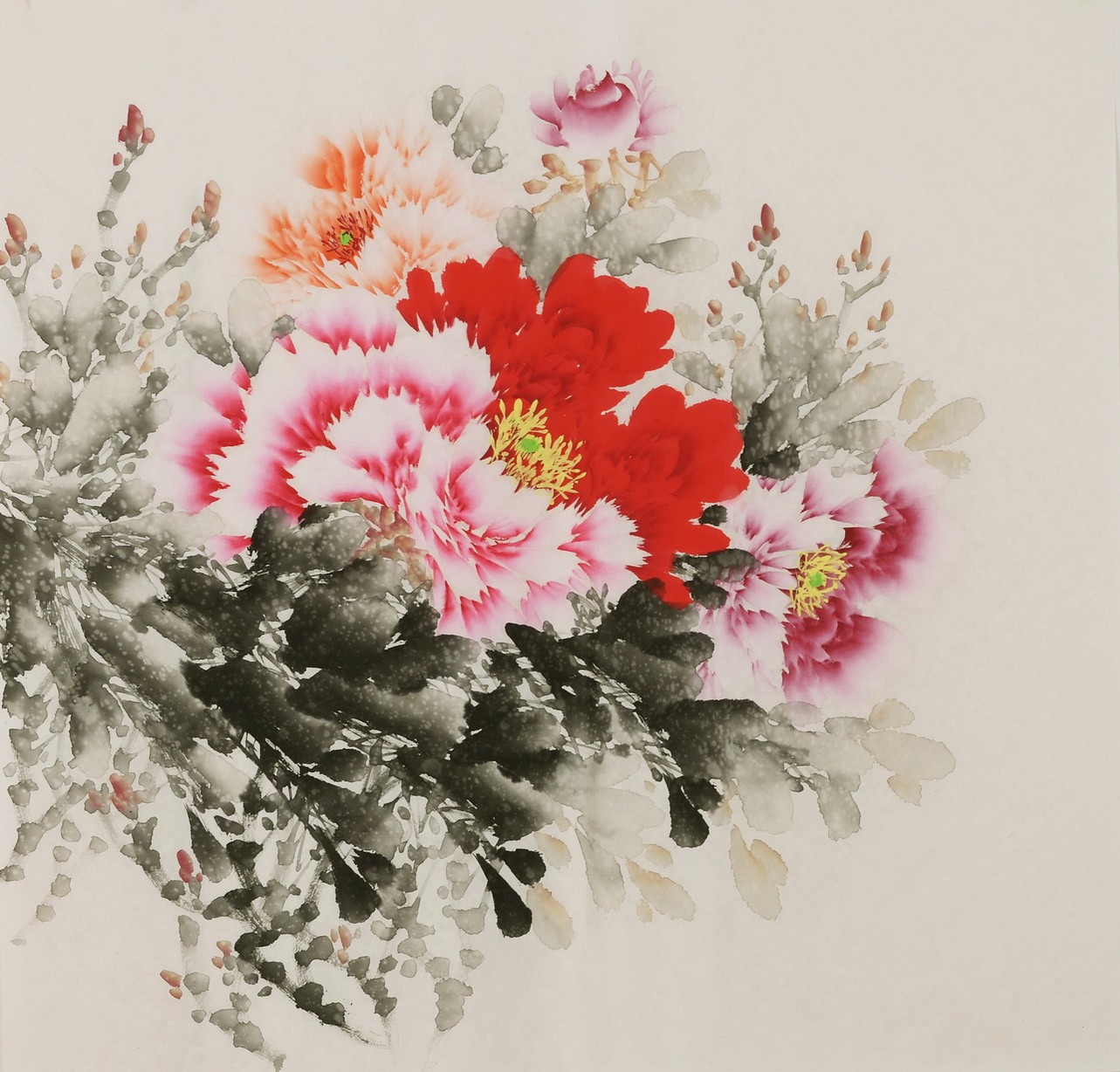 Peony - CNAG005832