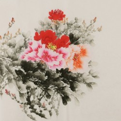 Peony - CNAG005833