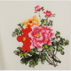 Peony - CNAG005834