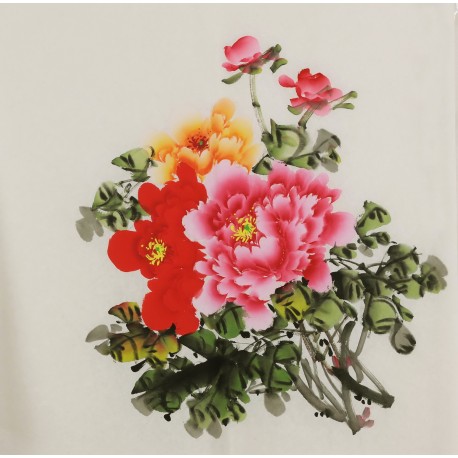 Peony - CNAG005834