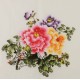 Peony - CNAG005835
