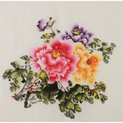 Peony - CNAG005835