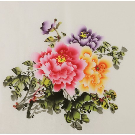 Peony - CNAG005835