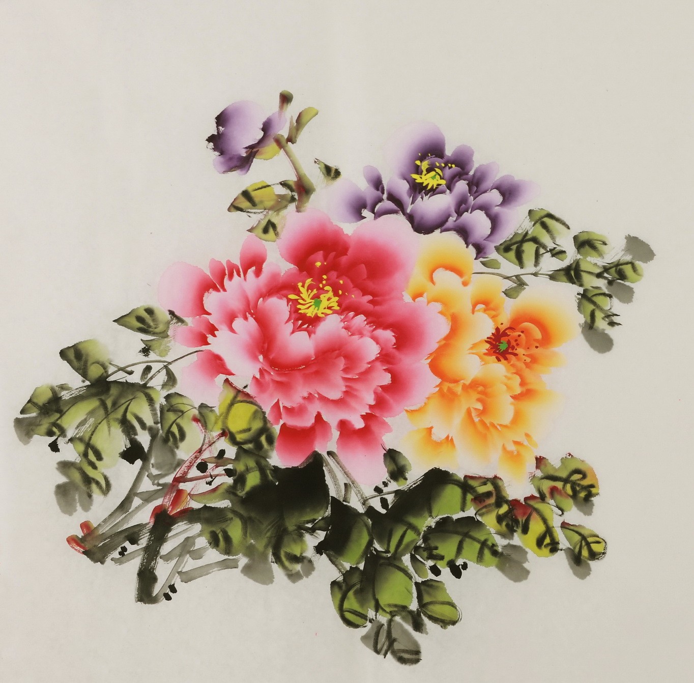 Peony - CNAG005835