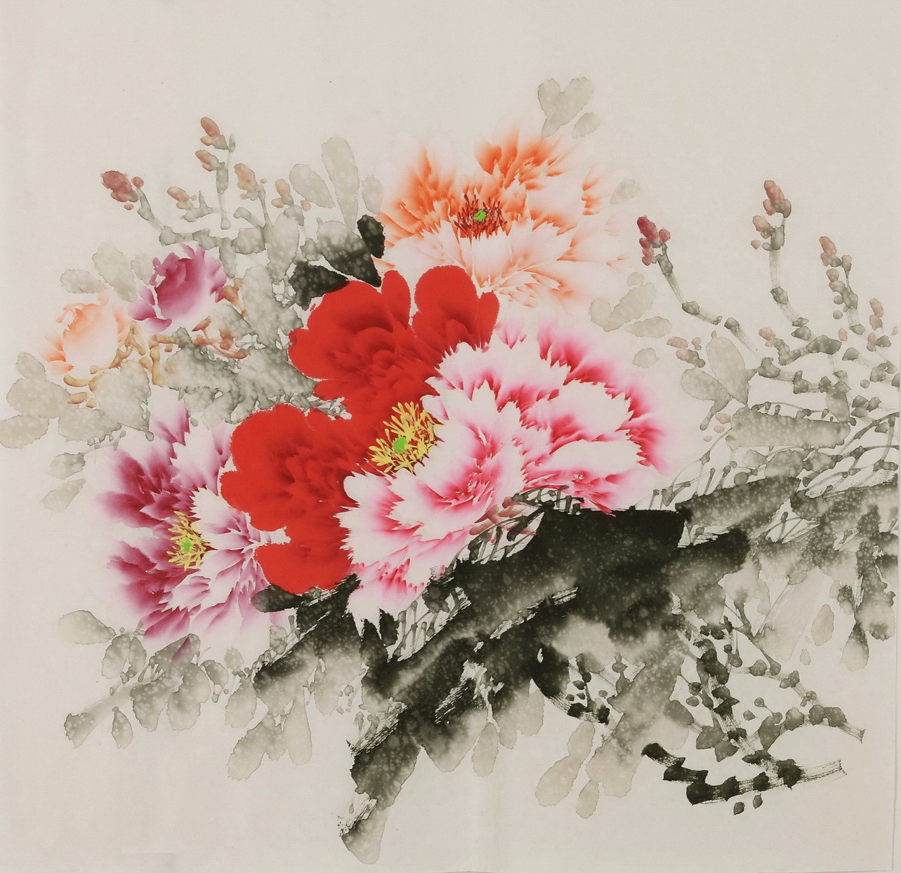 Peony - CNAG005842