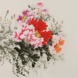 Peony - CNAG005845