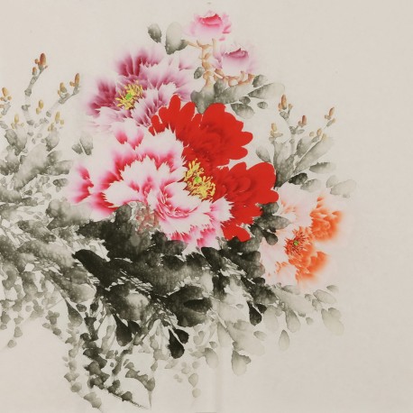 Peony - CNAG005845