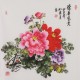 Peony - CNAG005867