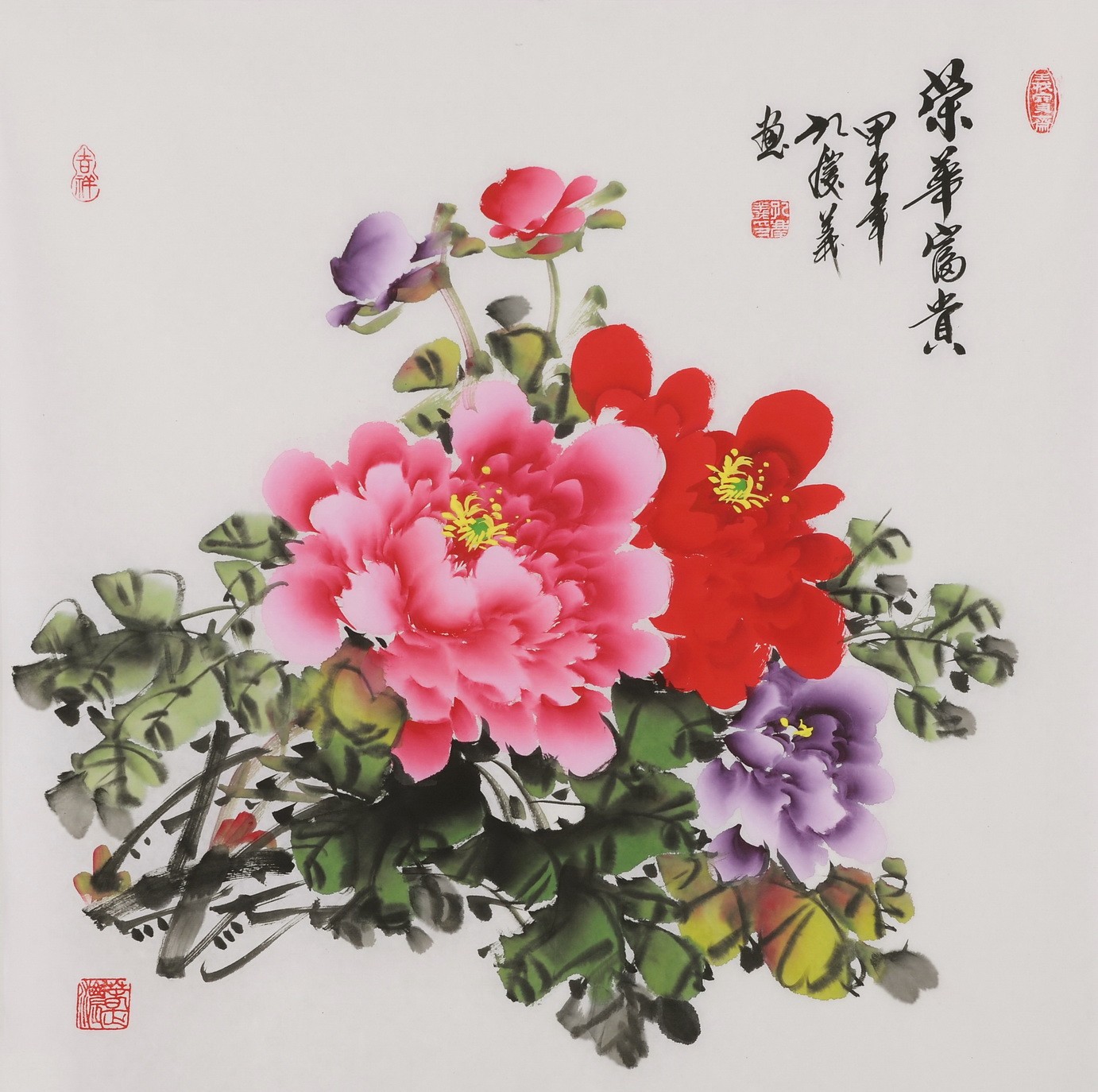 Peony - CNAG005867