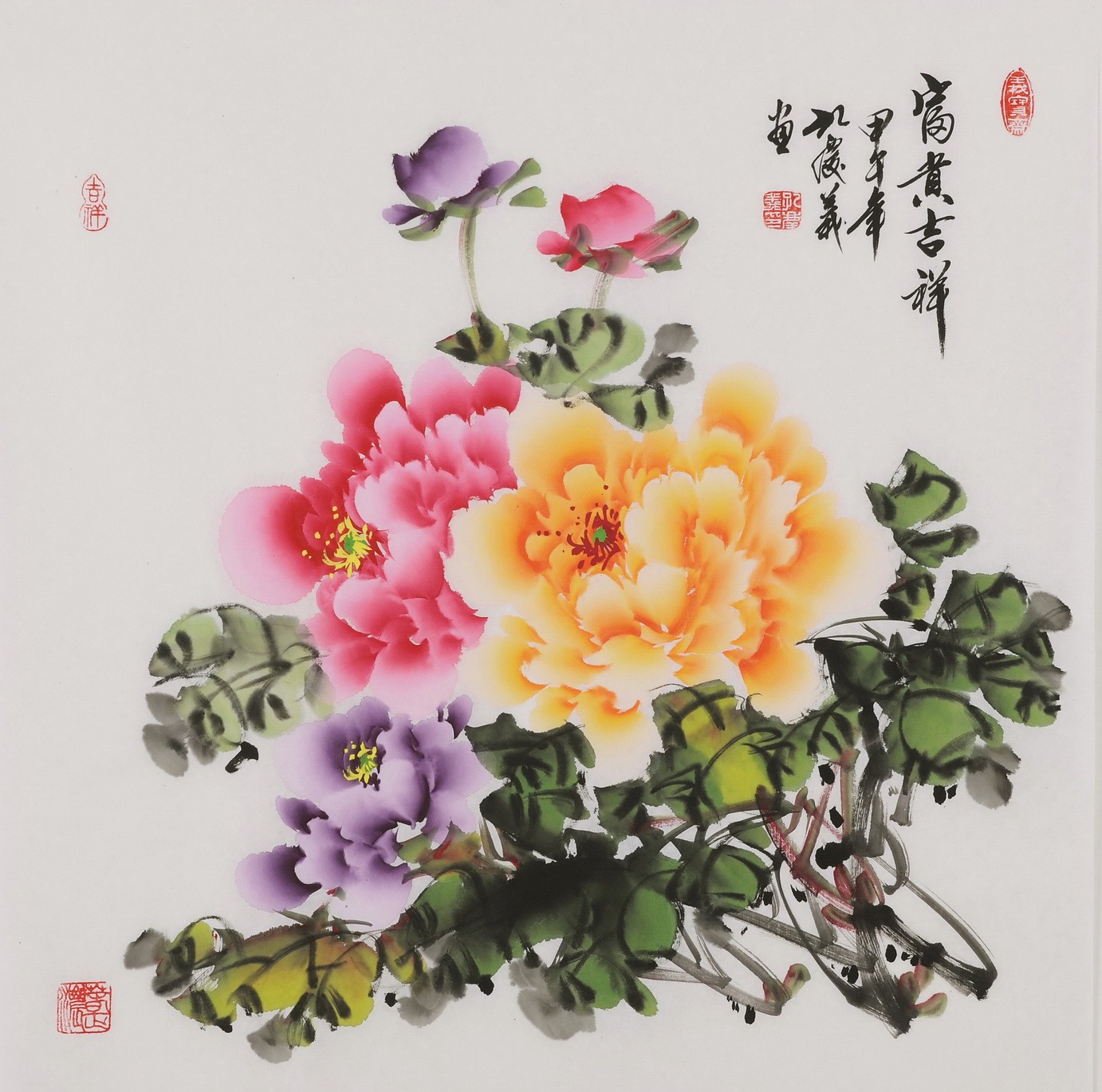 Peony - CNAG005881