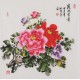 Peony - CNAG005882