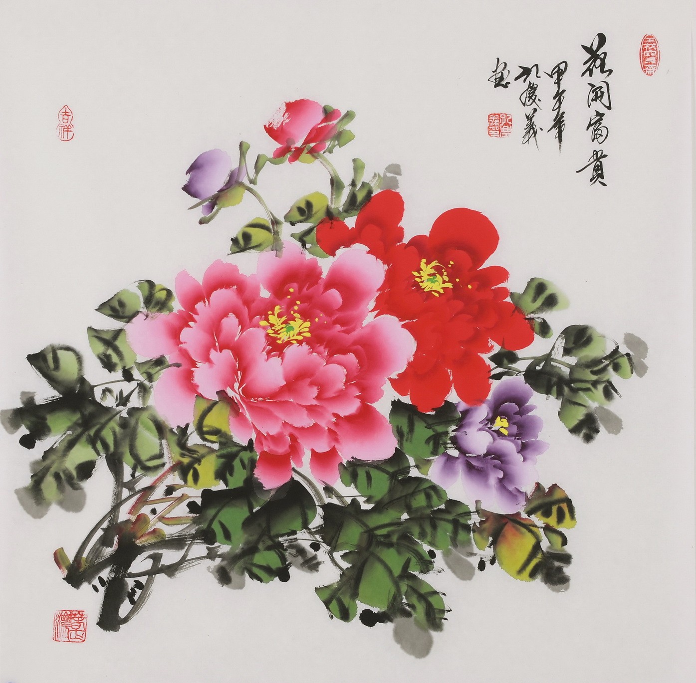 Peony - CNAG005882